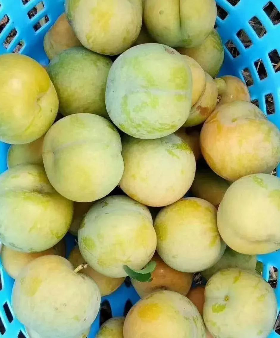 六马蜂糖李上市了,想买到正宗的蜂糖李的速来啦!